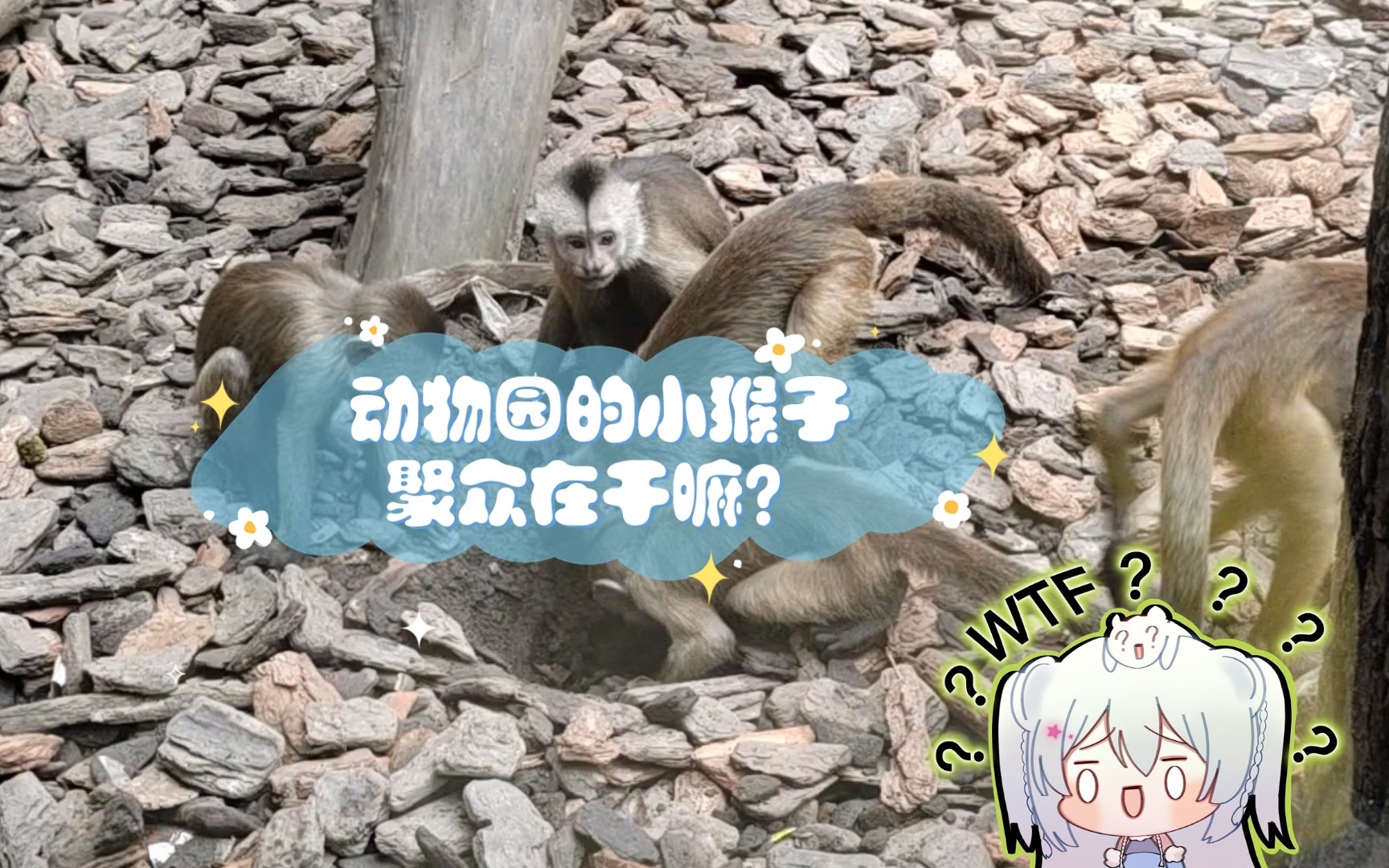 动物园的小猴子在挖什么?