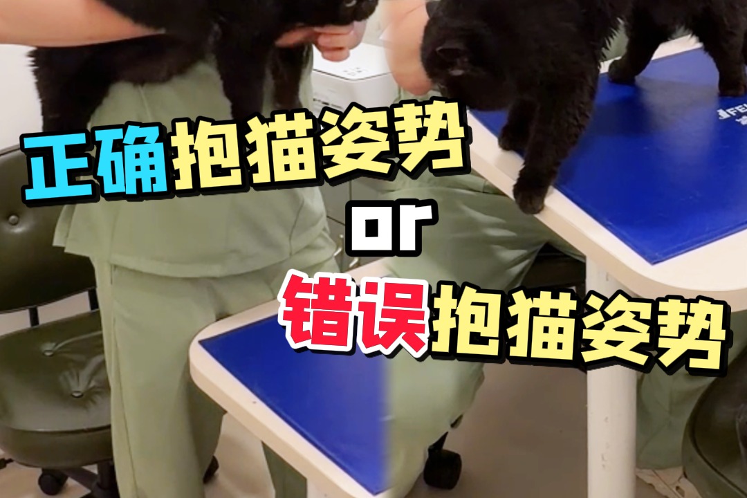 错误抱猫姿势or正确抱猫姿势