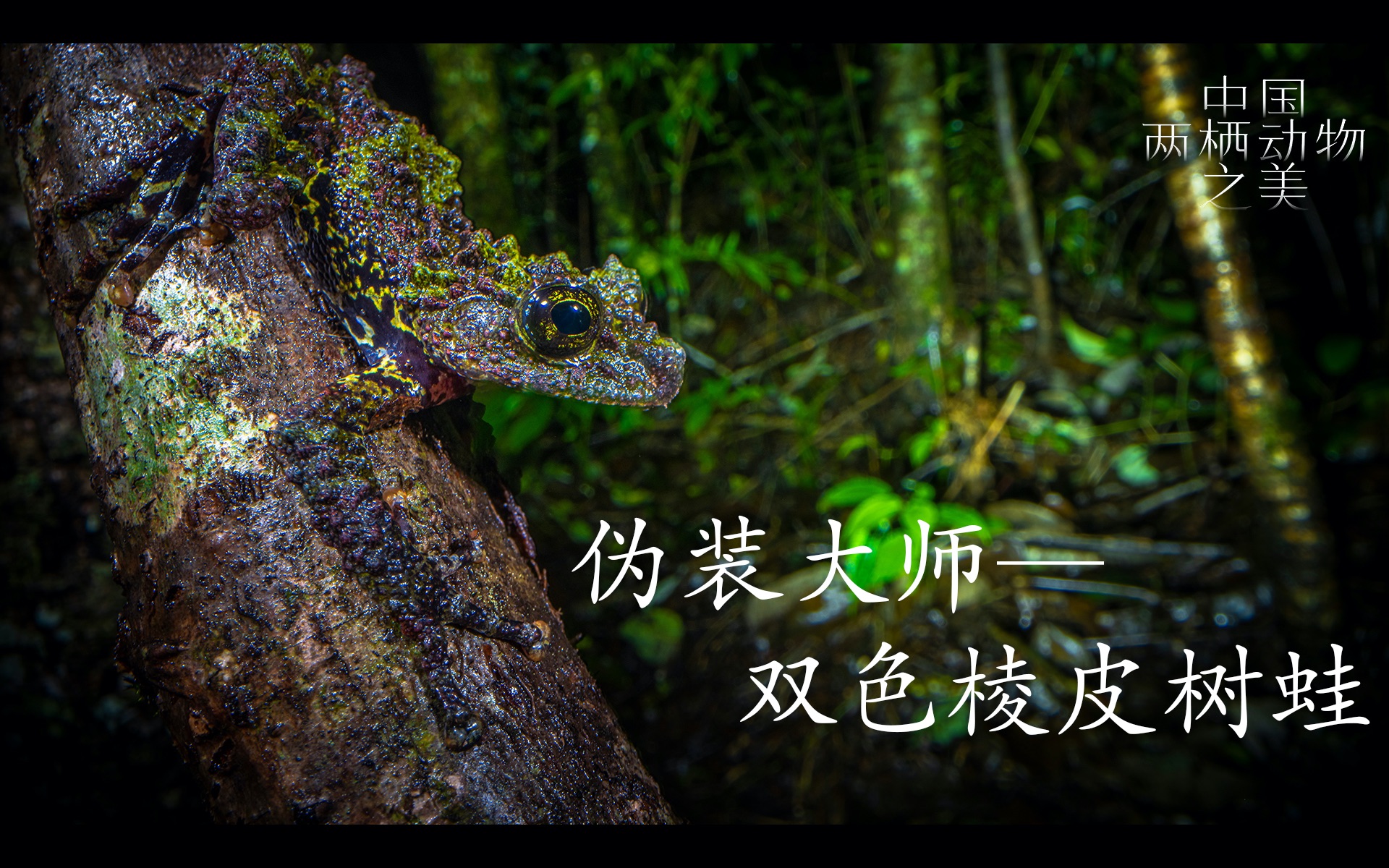 中国两栖动物之美｜伪装大师——双色棱皮树蛙