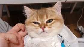 怎么挑选金渐层猫猫 66270191a095c6b0ceb8cda6c590508dca08c0ce.jpg@280w_158h_1c_100q.jpg