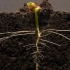 25天视频记录：豆子的发芽生长