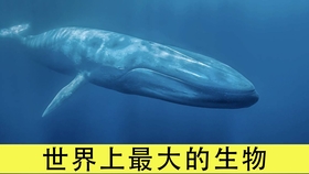 怎么给树驱虫 6663a26b10bea166dc984db454d2dd31802b8c06.jpg@280w_158h_1c_100q.jpg