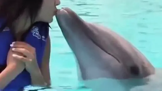 软萌的海豚，竟然会侵犯人类#海豚#科普#涨知识