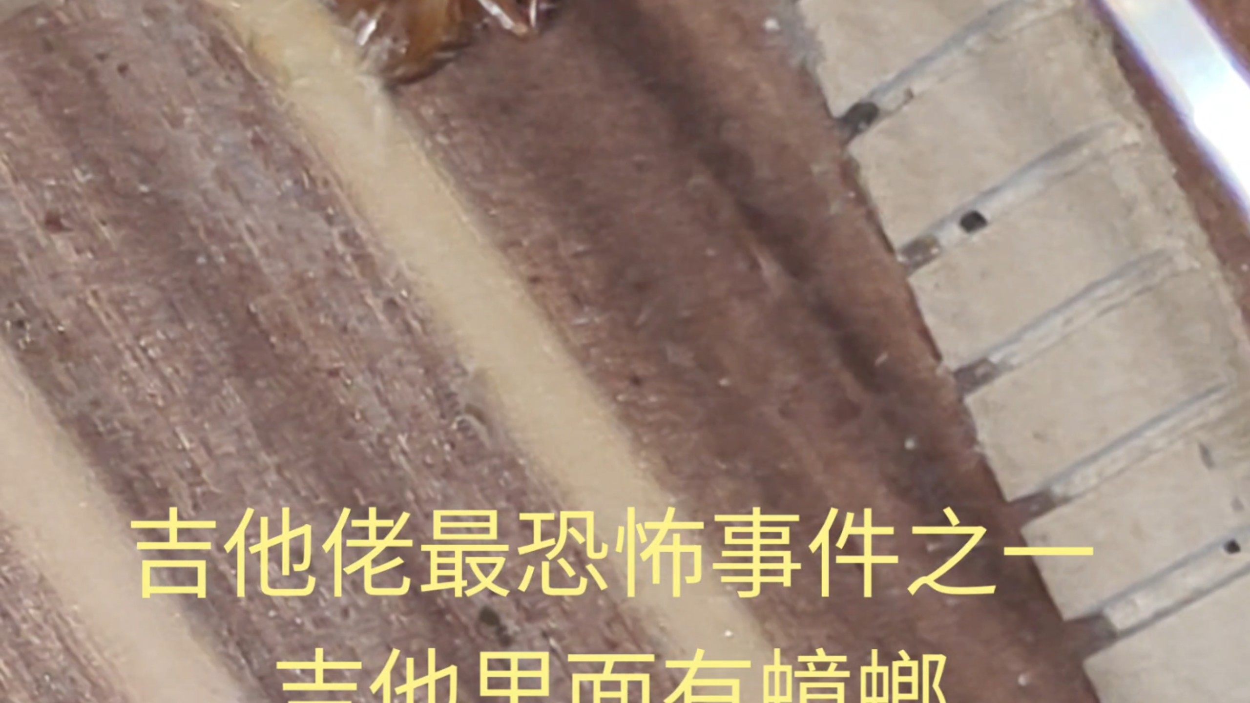 吉他佬恐怖事件之吉他里面有蟑螂