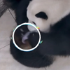【熊猫一家人】第二次当妈妈的盼青好有经验，崽崽刚出来就用手护住叼起来，没有掉到地上