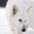 【瑞士牧羊犬】雪中精灵！这难道不是白狐嘛？！
