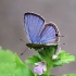 【中英】美翻了，世界十大最美蝴蝶你见过几种？