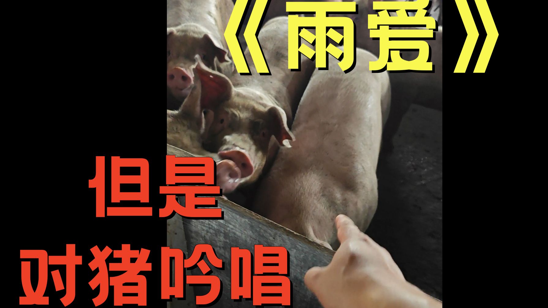 [纯整活]🐖猪猪！你中了无量空处！🐖