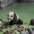 【熊猫频道】熊家忙着给你们送竹笋外卖才翻车的，记得五星好评啊！