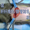 小鼠肝纤维化/胆管结扎疾病模型（教学视频：仅供参考