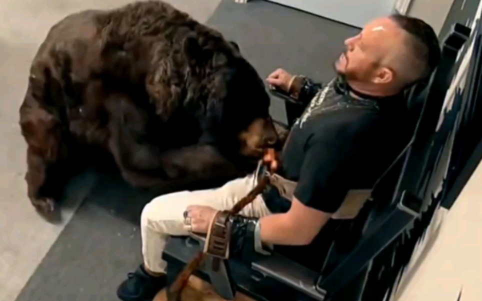 男人绑在电椅上 棕熊竟然想掏他的蛋？