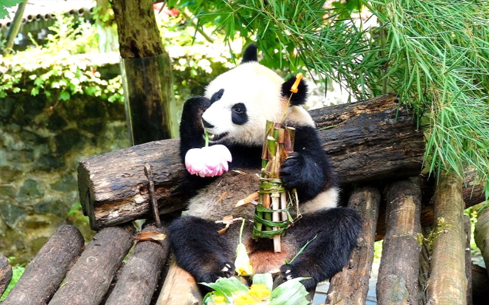 大熊猫恩恩：喜悦姐姐不来，我帮她吃
