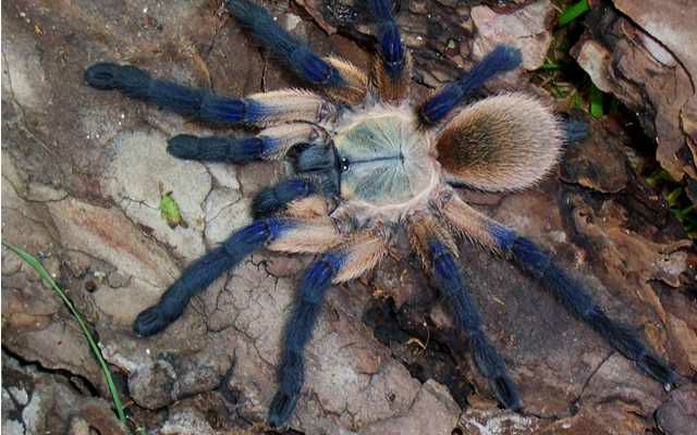 乱哥饲养篇梦幻巴布穴栖类凶猛漂亮价格略高