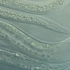 【生物学】显微镜下的秀丽隐杆线虫