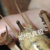 一只产卵器特别短的雌蟋蟀