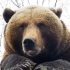 一只棕熊是如何被哄睡着的