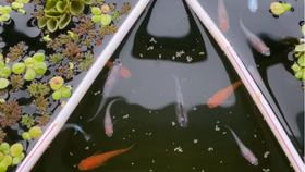 怎么养鱼才能长得大 673bc1c23f3f5bb4060cbb81f6830e99ce0fce6c.jpg@280w_158h_1c_100q.jpg