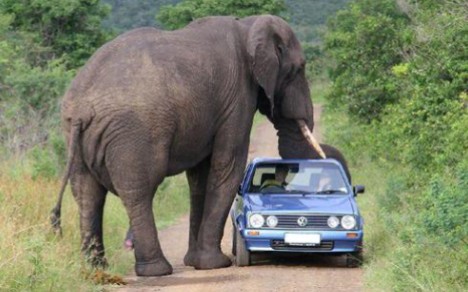 南非匹兰斯堡最大的公象 爱拿汽车当玩具！