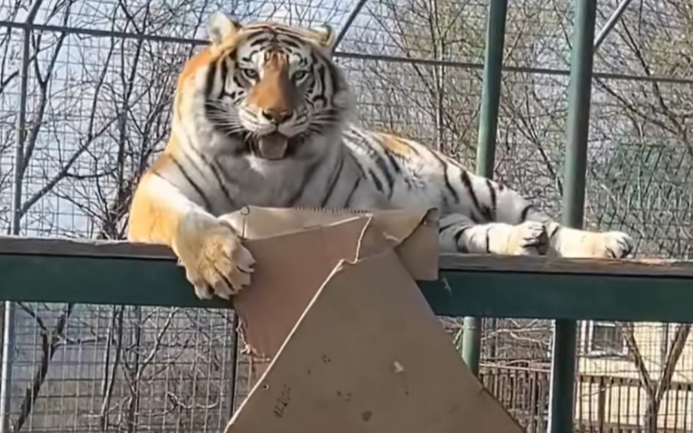 虎子也是猫啊、找到个大纸箱喜欢到不行～