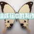 【新版】——蝴蝶标本制作教程【全站最详细的视频，从采购到装盒全流程展现】