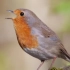 【鸟类视频】大自然的歌唱家