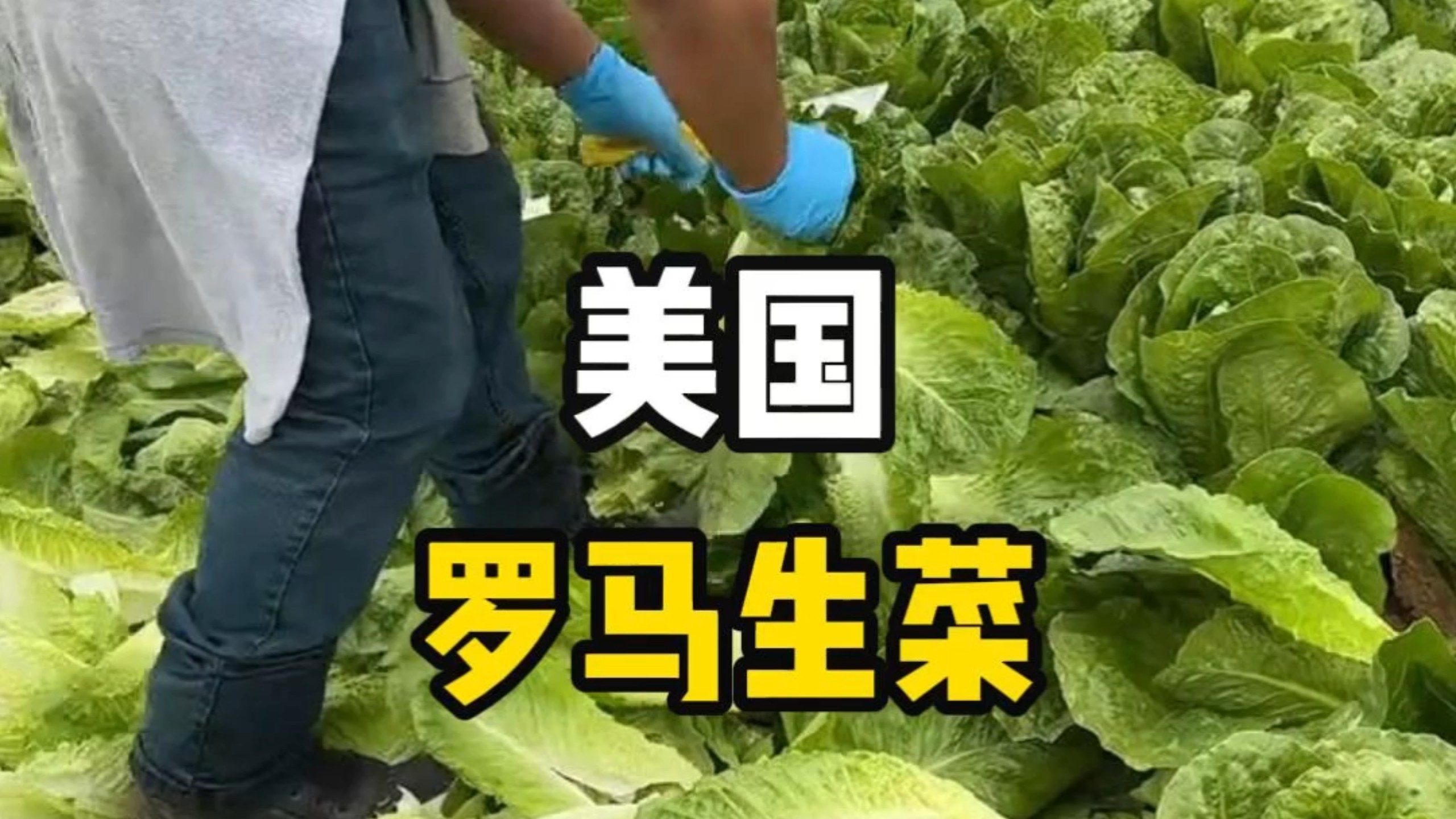 这里位于美国，当地人正在收获生产，不过他们只要生菜心，很多能吃叶子就直接扔掉了。