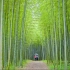 【4K风景】若山农场 不为人知的一片美丽的竹林 知られざる絶景 新緑の竹林 若山農場 BMPCC6K拍摄