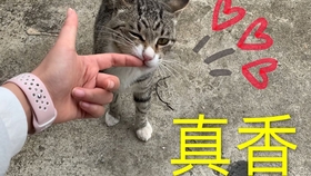67a99226426b34e55bf49db99045637d230b6c44.jpg@280w_158h_1c_100q.jpg
