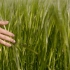 【空镜头】麦田小麦农业人物 素材分享