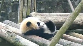 67d1f233ec4eadba838cb0117fb603bbf9409f61.jpg@280w_158h_1c_100q.jpg