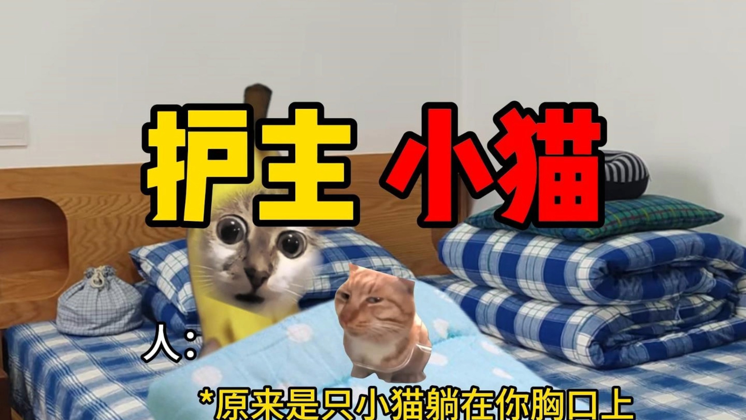 你以为的小猫是什么样子呢
