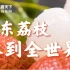 【人间最强】问广东人哪个县的荔枝最好吃，他们能打到下辈子