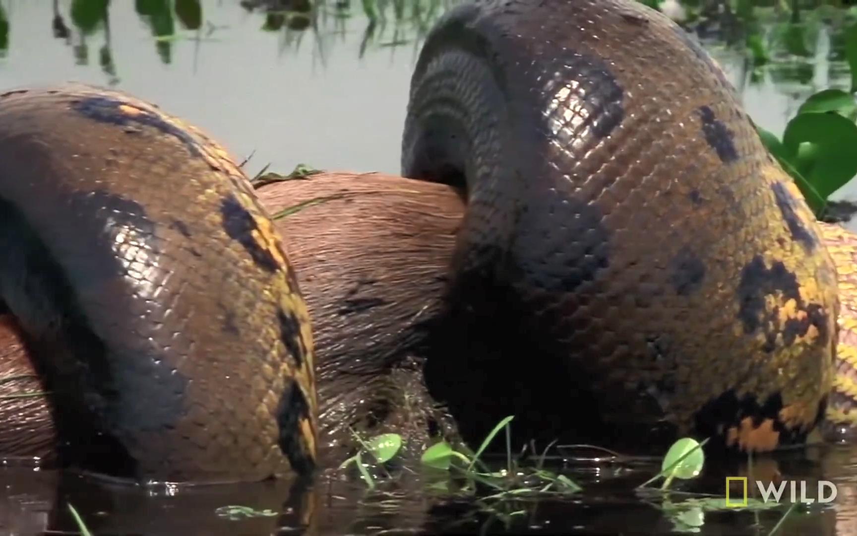 亚马逊恐怖巨蟒进食全过程
