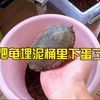 我把养了八年的龟，埋在泥桶里两天两夜，它竟然把半年的蛋都下了