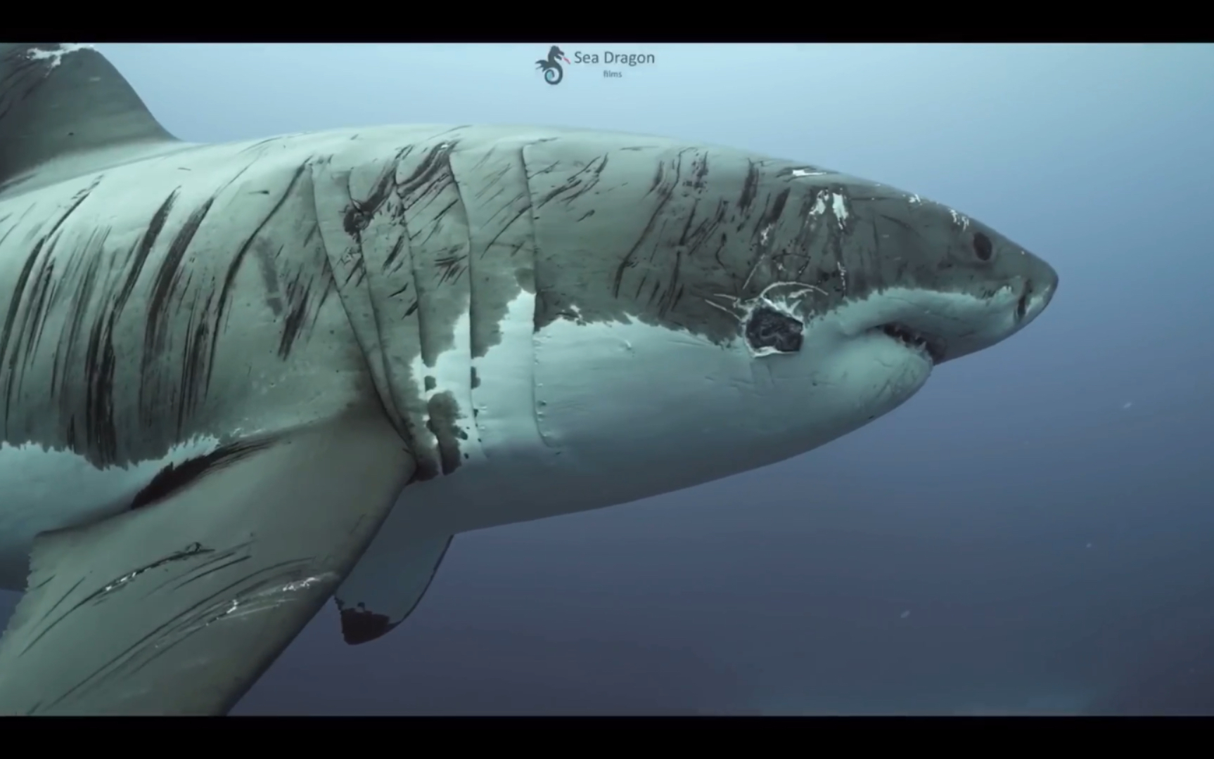 大白鲨素材-大白鲨图片-大白鲨素材图片下载-觅知网