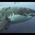 带有战损的猛男～位于海王星岛的大白鲨