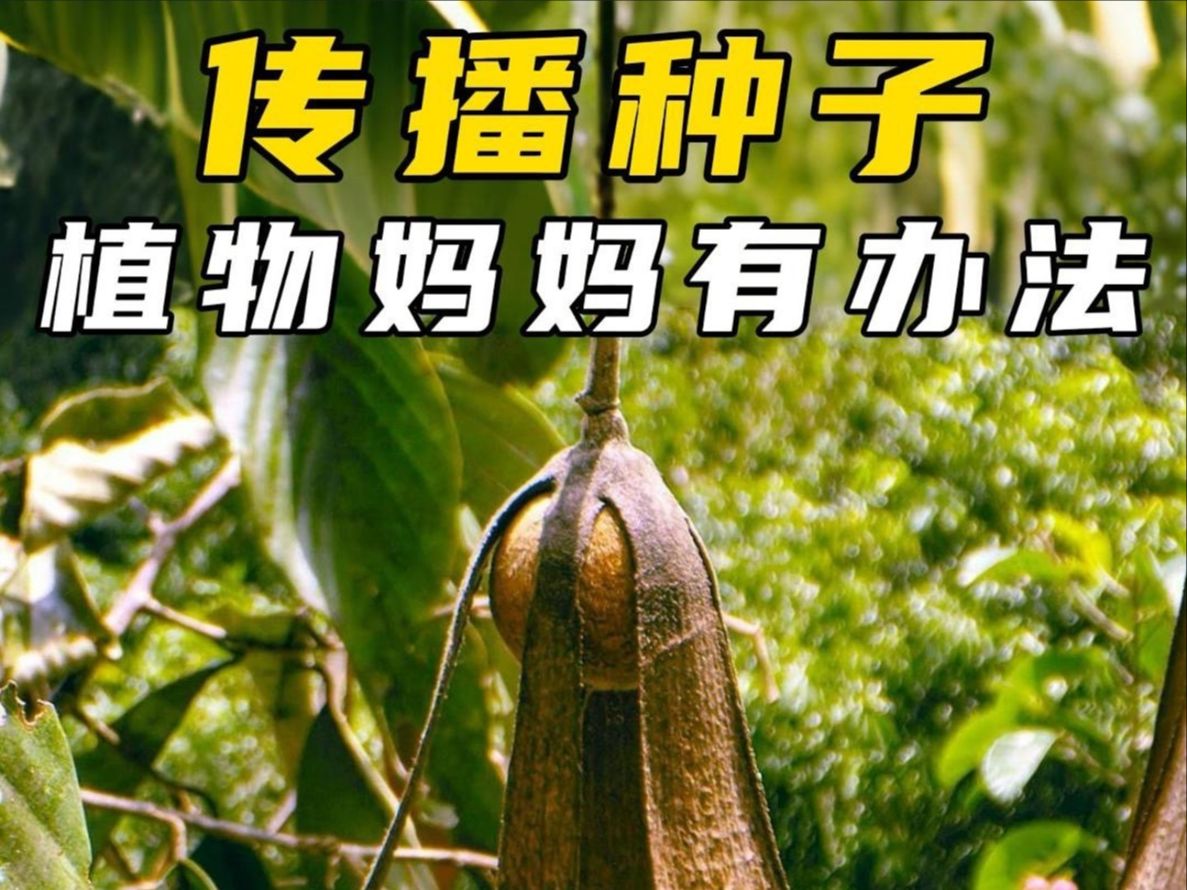 无论身处何地，植物总有办法，将种子传播出去