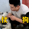 狗仗人势的见多了，但你见过人仗狗势吗