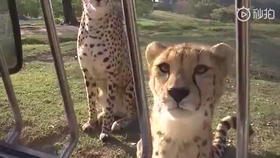 豹是猫科动物吗 67fe48d416580dcfcf420bda22d6ec8af2b18192.jpg@280w_158h_1c_100q.jpg