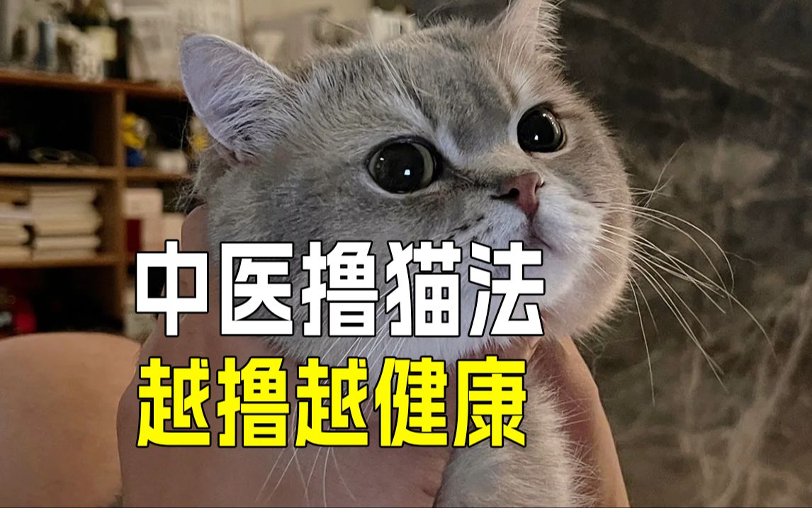 ❗️神奇:猫咪中医按摩调理大法✅