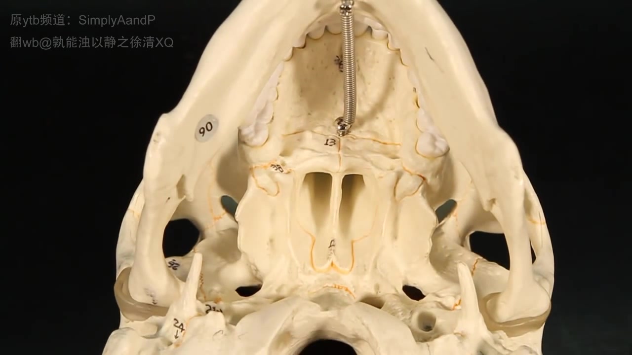 【解剖】面颅骨—simplyaandp 中英双字幕