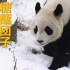 【大熊猫喜乐】天津终于下雪啦！
