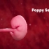 从受精到受孕 | 医学动画
