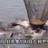 探访罗非鱼养殖场，被称为入侵物种的罗非鱼，却被中国吃成家常菜