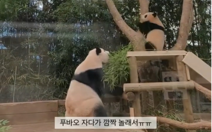 210725 大熊猫福宝 华妮不小心把福宝吓出狗叫 福宝啊 你妈不是故意的 别吼她了