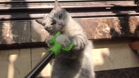 飞檐走壁的猫视频 682c34c406b8e84665efdc13d2d1571d8659b8b3.jpg@280w_158h_1c_100q.jpg