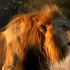 克鲁格国家公园的一个四狮联盟 里面的雄狮成员都很英俊