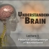 【公开课】理解大脑