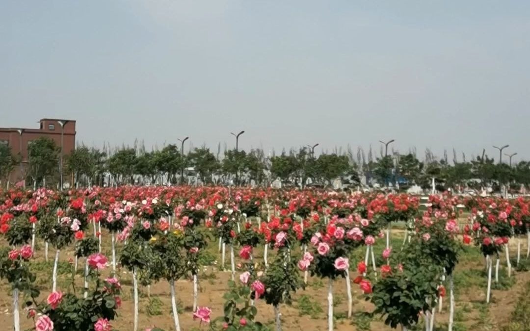 西安咸阳国际机场旁的月季花海—云间花境就要开业啦!