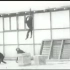 【格式塔心理学】苛勒黑猩猩顿悟实验原始录像